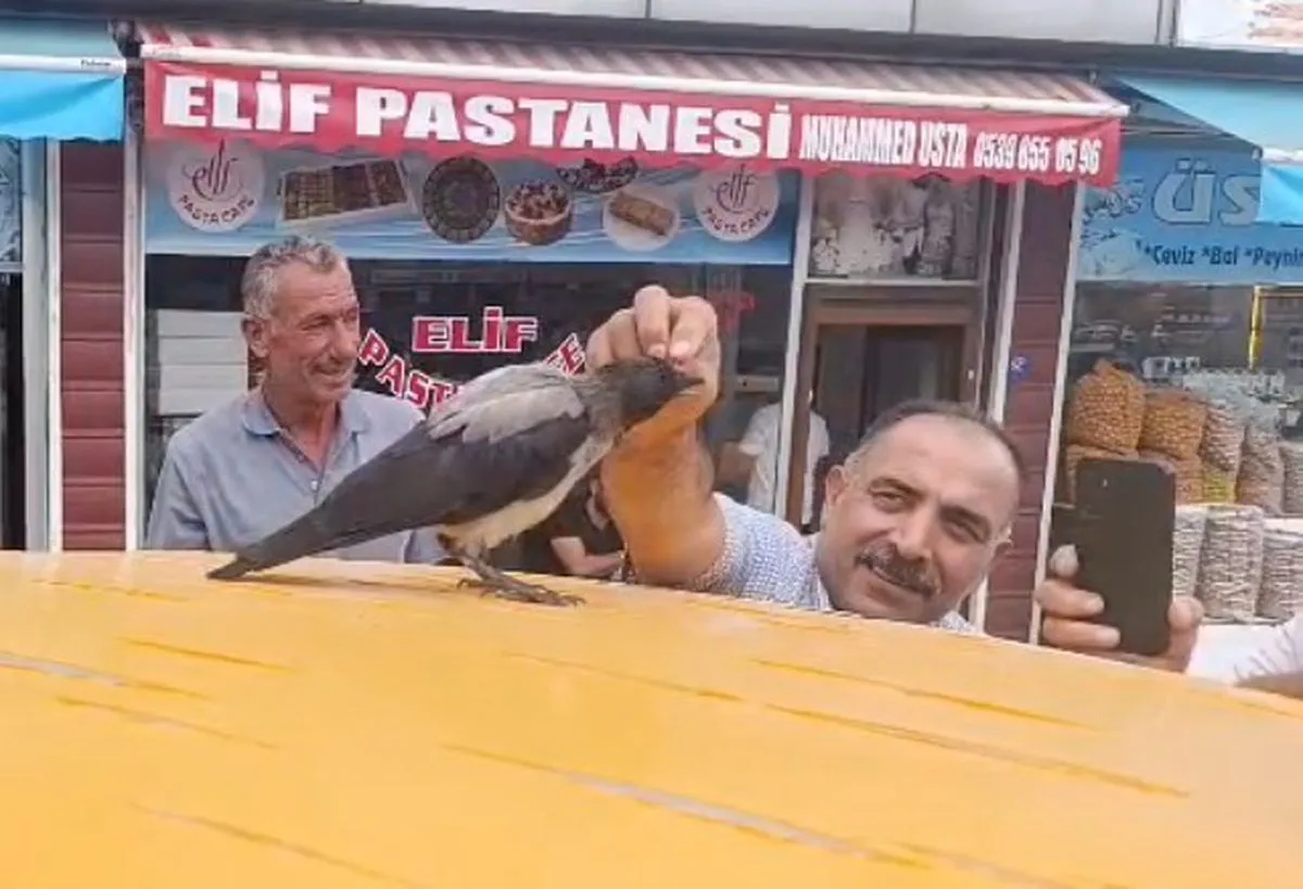 Kasabın iyileştirdiği karga, dükkanın müdavimi oldu