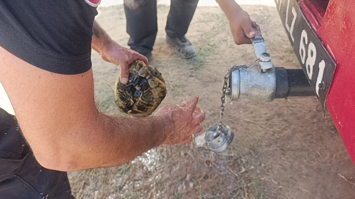 Manavgat'ta kaplumbağa kurtarıldı