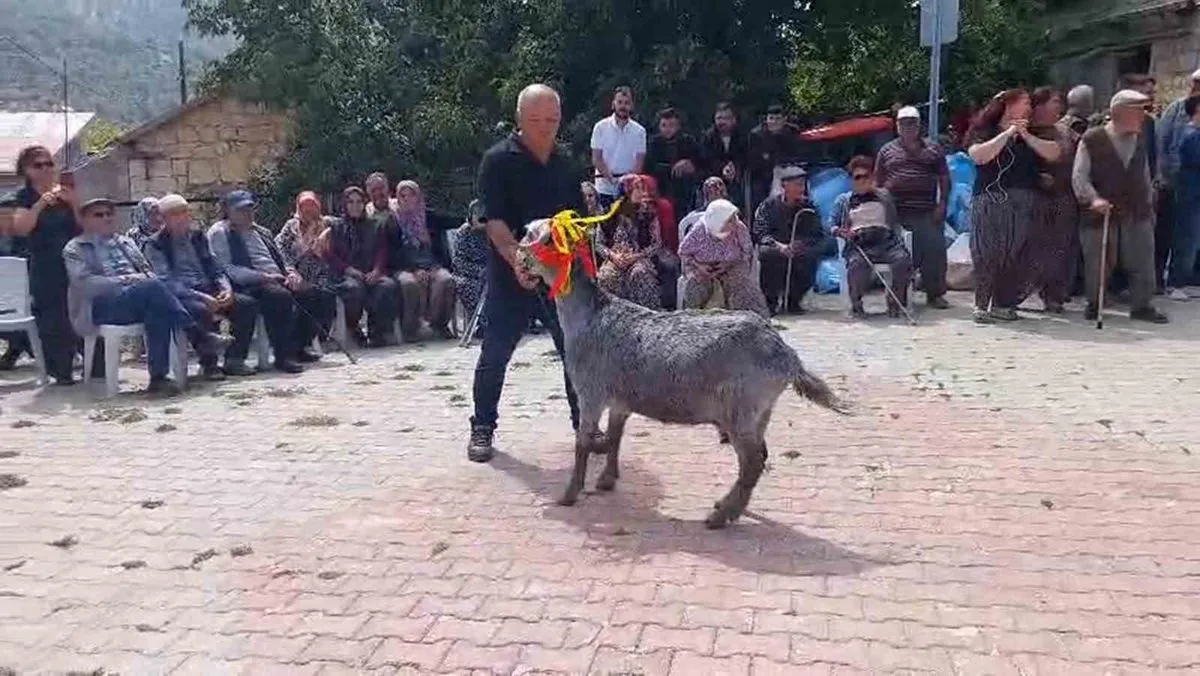 Mersin'de İlk Keçi Güzellik Yarışması