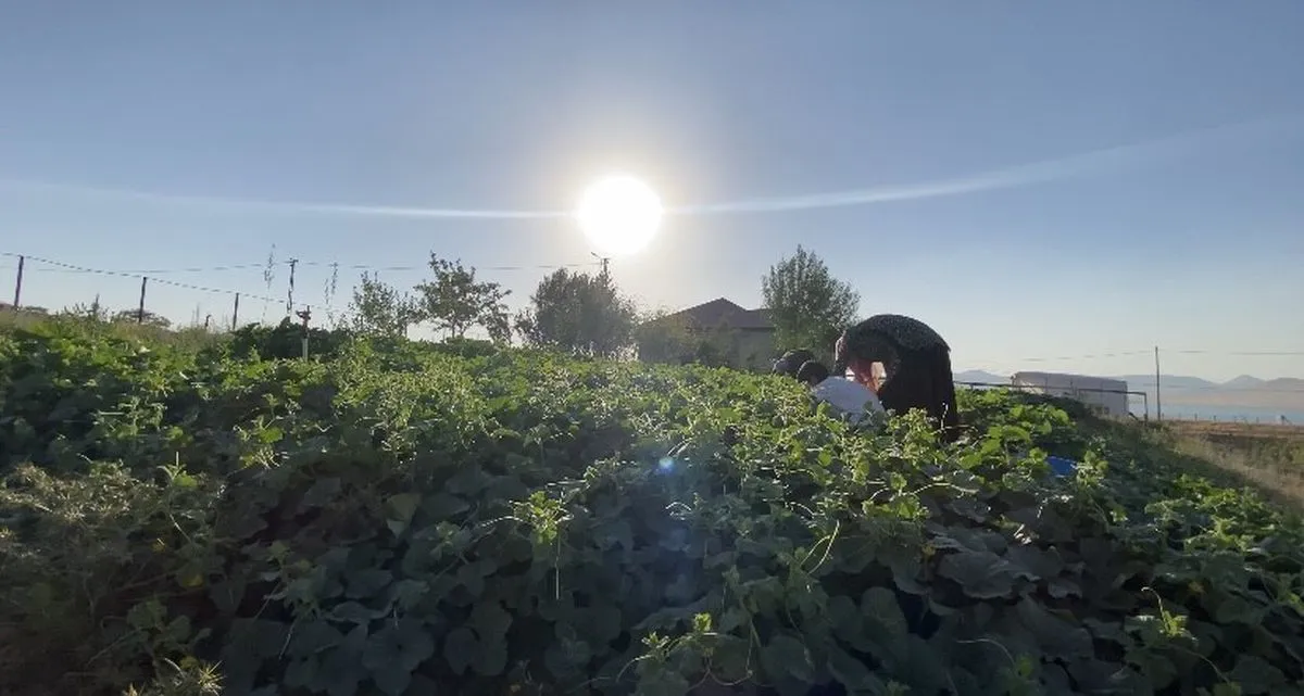 Patnos'ta yaz bereketi: Köy bostanları kışa hazırlanıyor