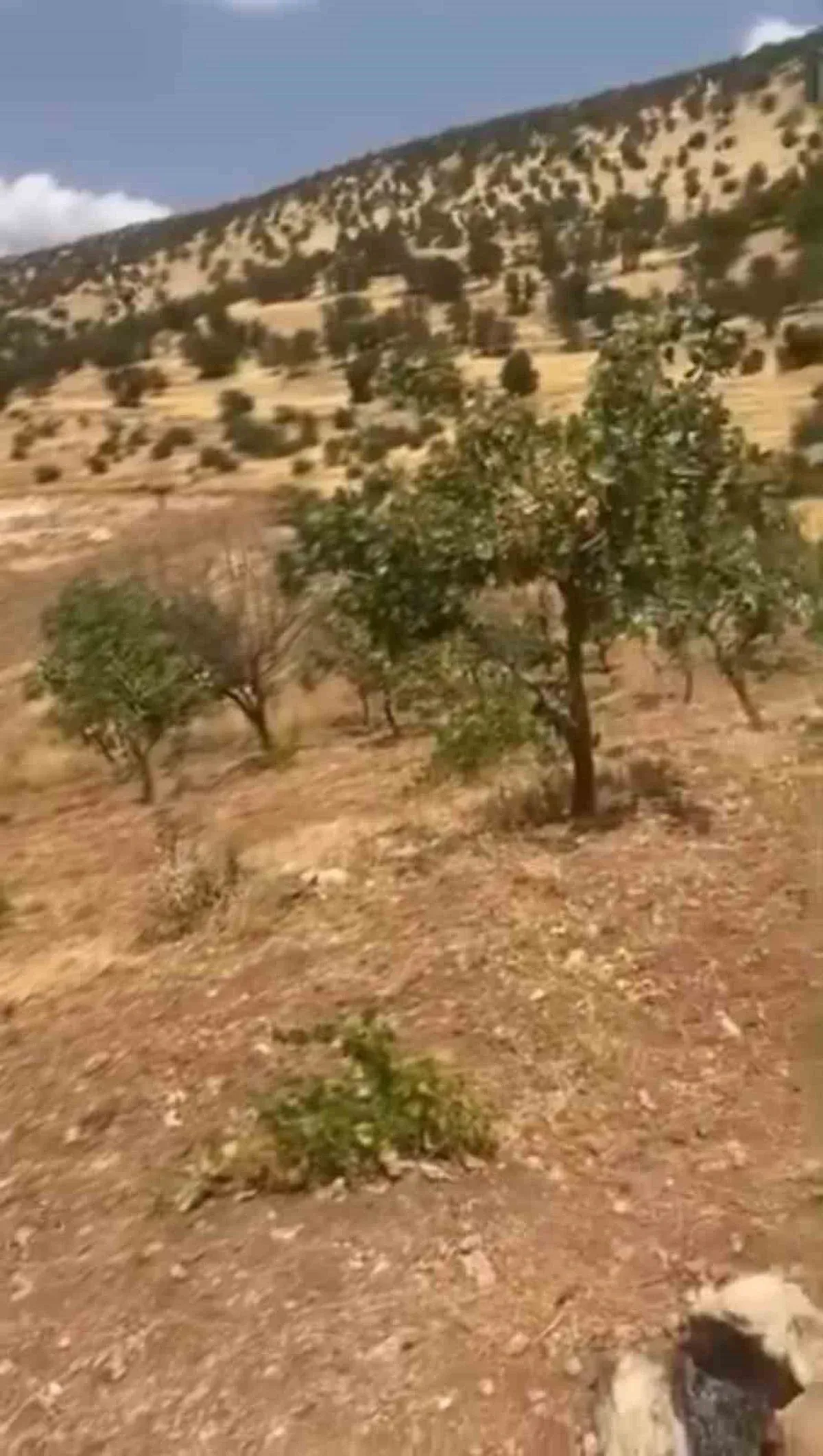 Siirt'te Yaban Domuzları Fıstık Bahçelerine Zarar Veriyor