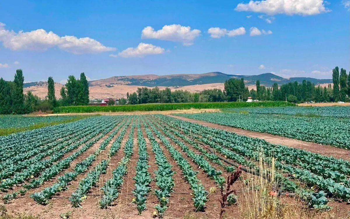 Sinanpaşa'da Brokoli Tarlalarında Kontrol