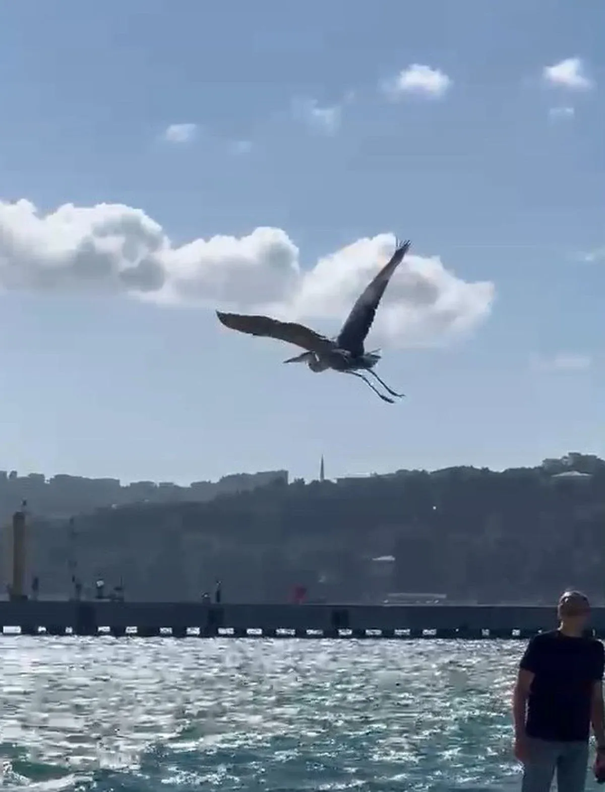 Sinop'ta Balıkçıl Kuşu İlgi Odağı Oldu