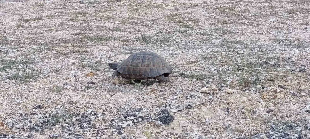 Sürücülerden Kaplumbağaya Duyarlılık