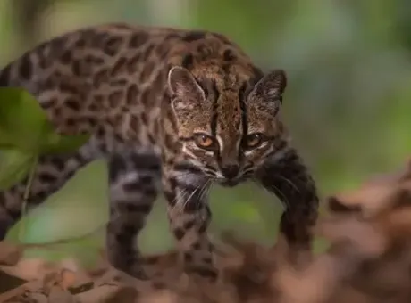 100 sonra bir ilk! Yeni kedi türü keşfedildi: 'Göz önündeydi ama kimse fark etmedi'