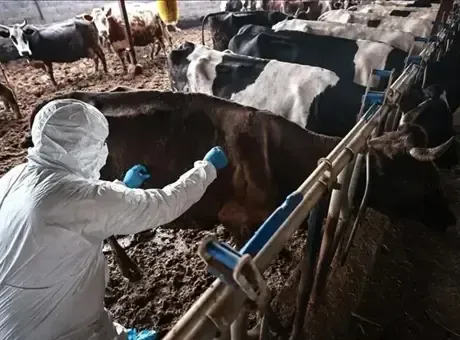 Afrika'daki salgın, ülkelerin et ihracatını durduruyor