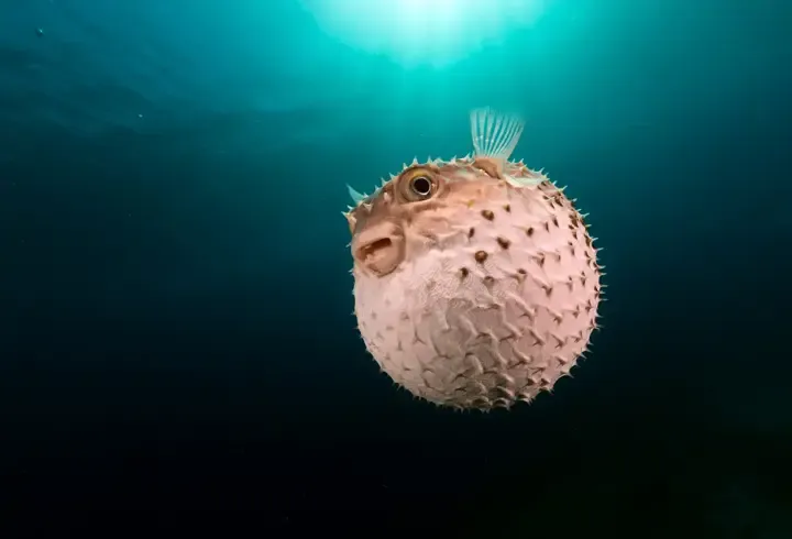 Balon balığı avında yeni dönem! Üst limit 1 milyon oldu