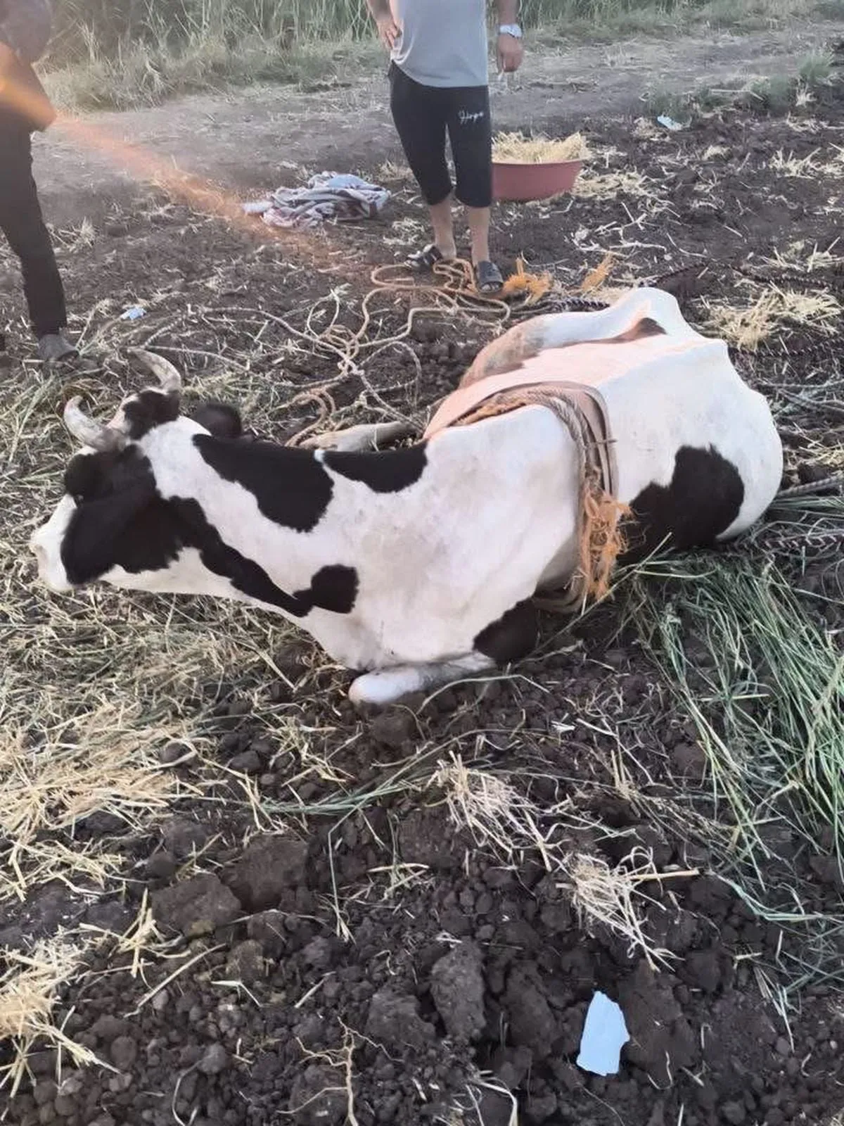 Bataklığa Düşen İnek İtfaiye Ekiplerince Kurtarıldı