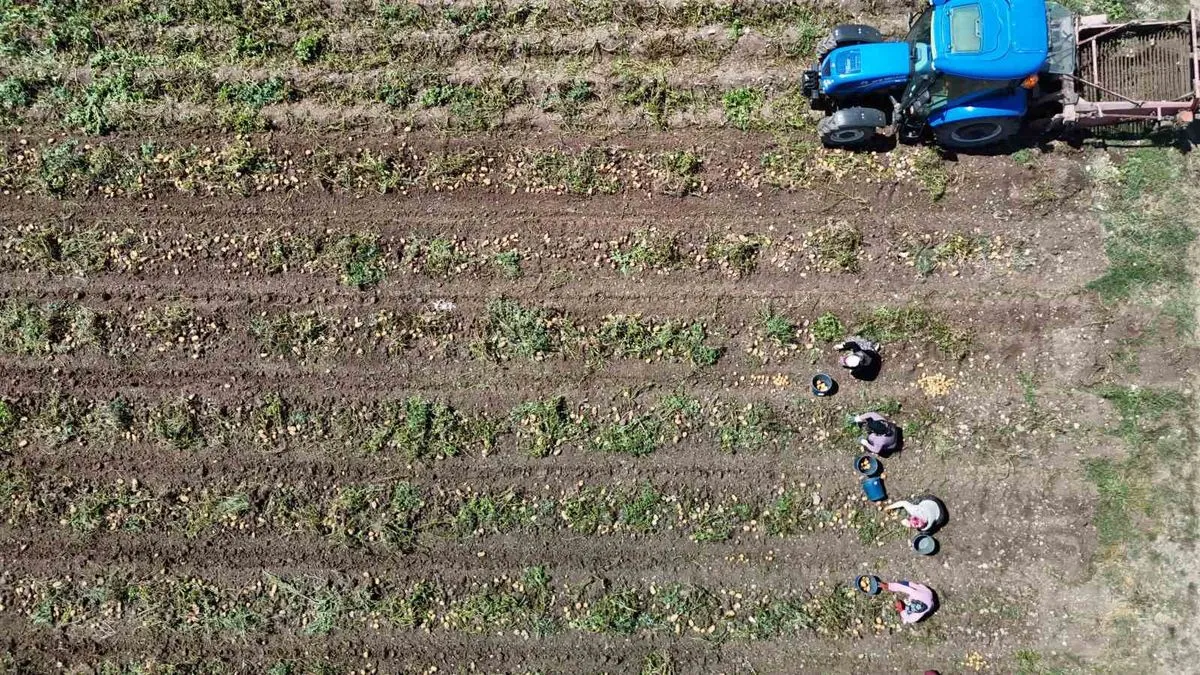 Bolu'da Patates Hasadı Başladı: Tarlada 28, Tezgahta 45 Lira