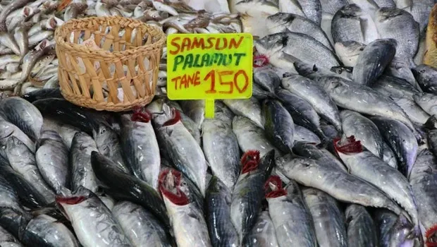Bu sene palamut bolluğu yaşanıyor... Balık fiyatları ne olacak? Aman tezgahlardaki ‘bayat’ hilelere çok dikkat!