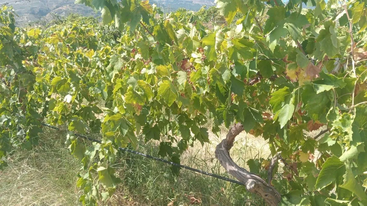 Buldan'da 2 Ton Üzüm Hırsızlığı Şüphelileri Yakalandı