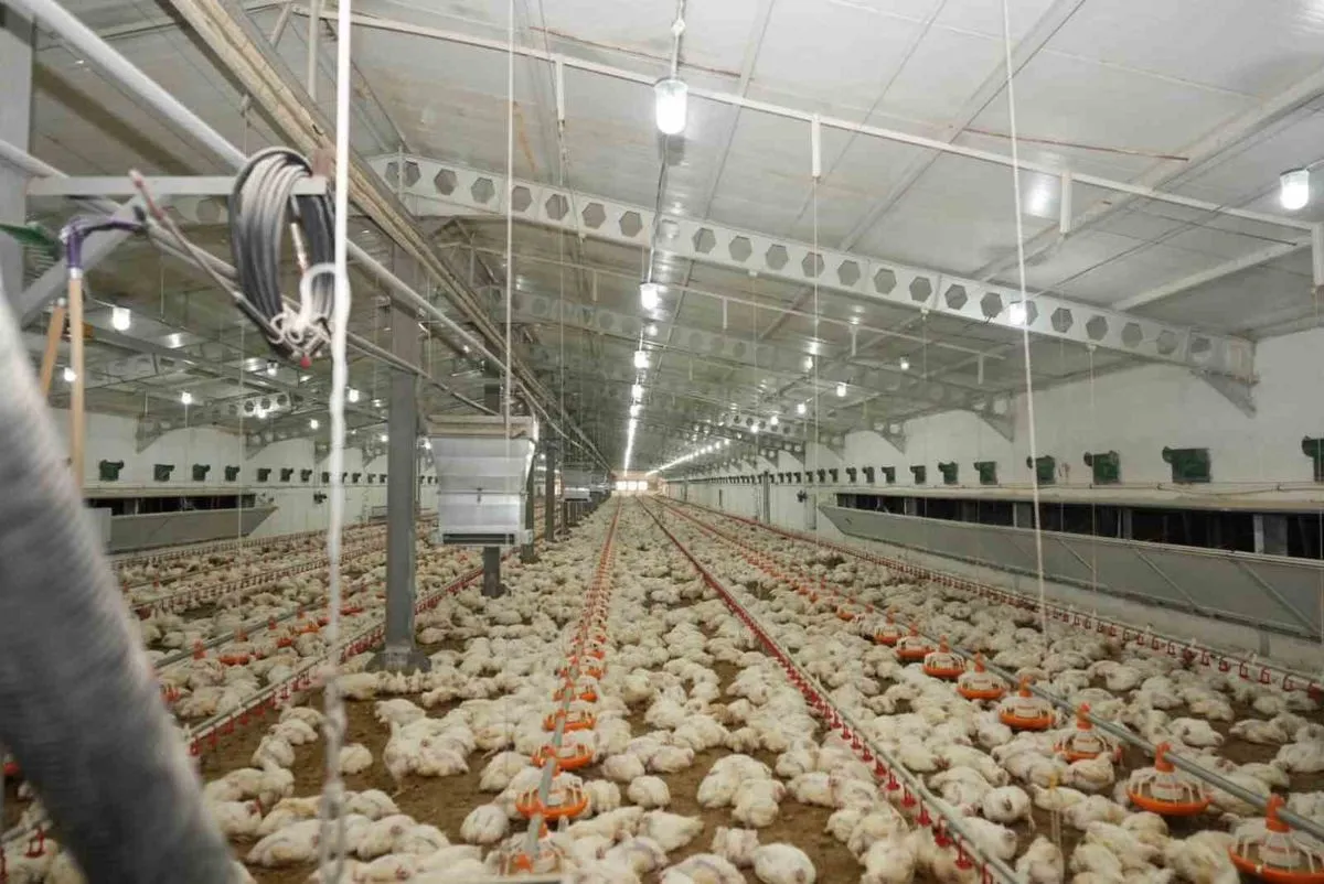 Erzincan'da Broiler Tavuk Çiftliğine Ziyaret