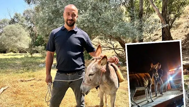 Eşeğinin başına gelenleri duyunca inanamadı: Arkadaşı link atıp haber verdi