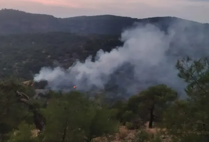 Gaziantep’te orman yangını