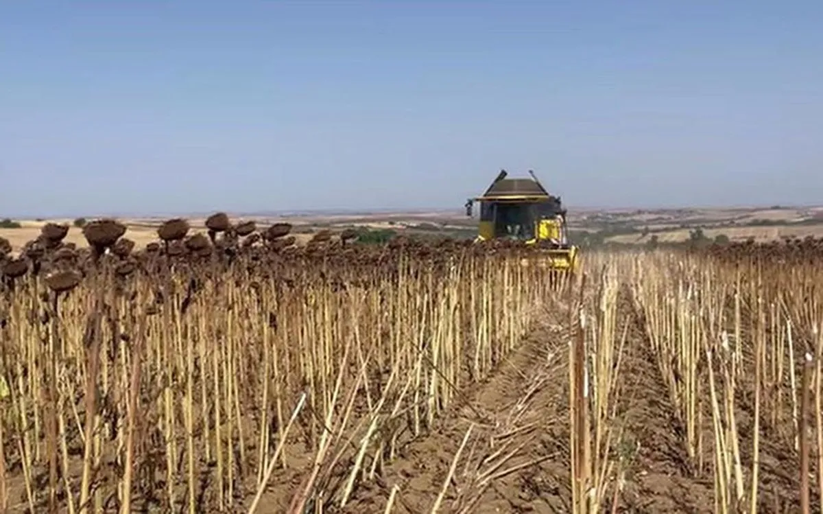 Hayrabolu'da ayçiçeği hasadı başladı