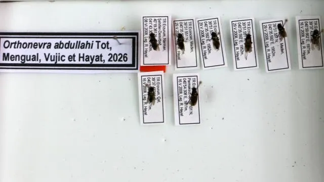 Keşfettiği çiçek sineği türüne 1998'de kaybettiği oğlunun adını verdi
