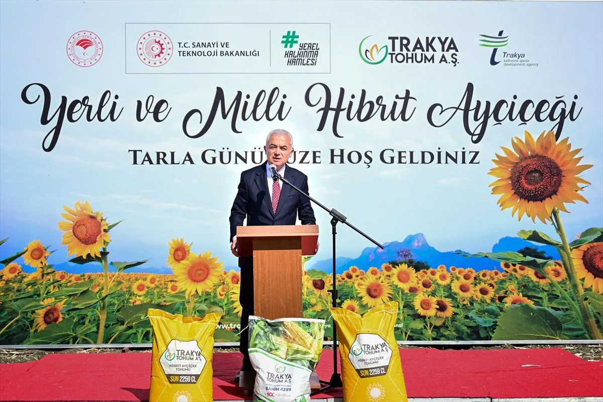 Kırklareli'nde Yerli Hibrit Ayçiçeği Hasadı