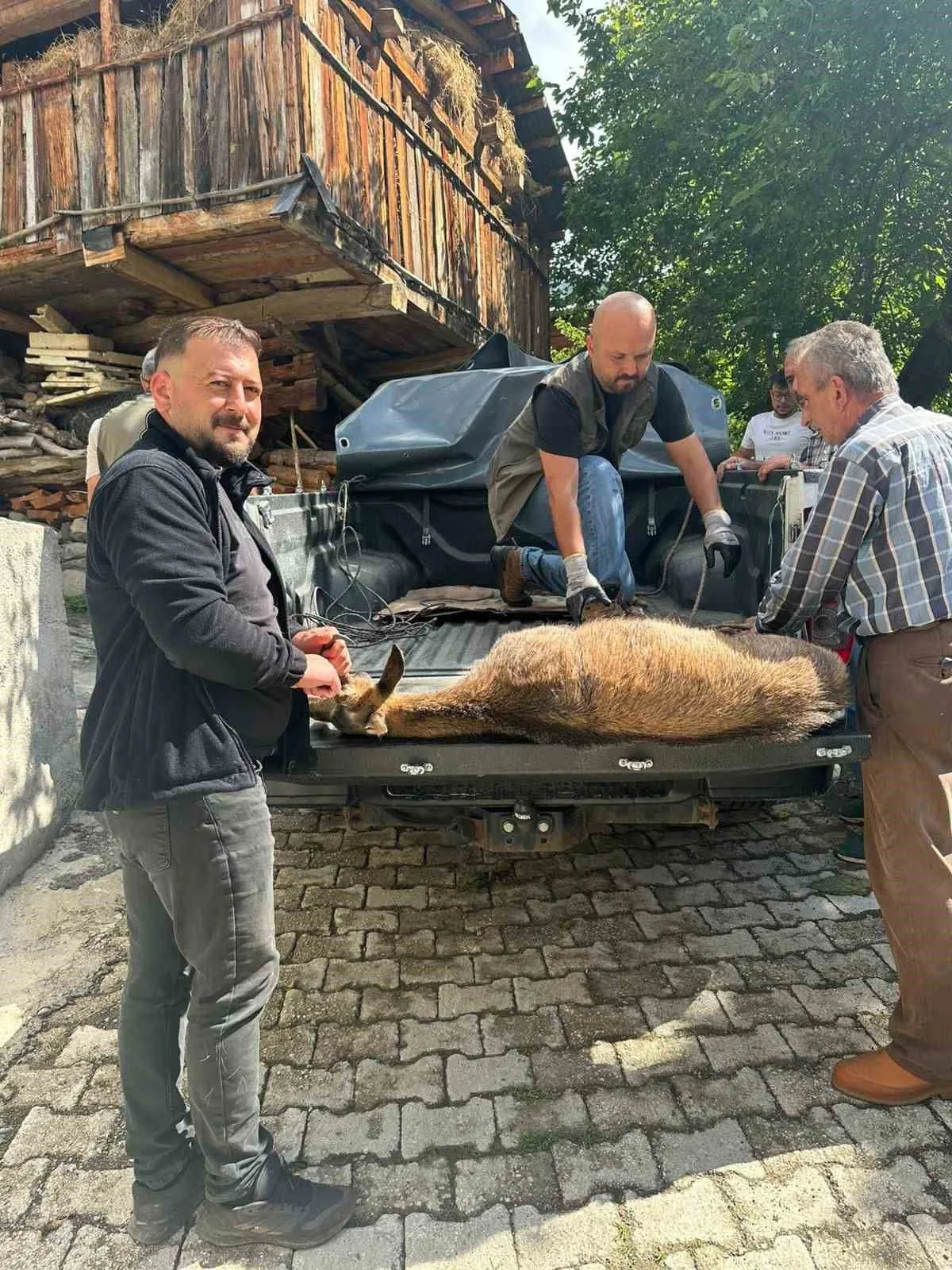Şavşat'ta Bitkin Yaban Keçisi Koruma Altına Alındı