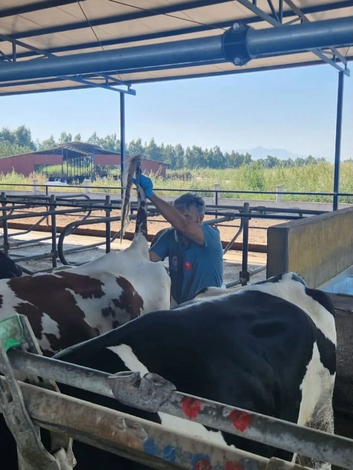 Söke’de hastalıktan ari işletmelerde rutin sağlık kontrolleri sürüyor