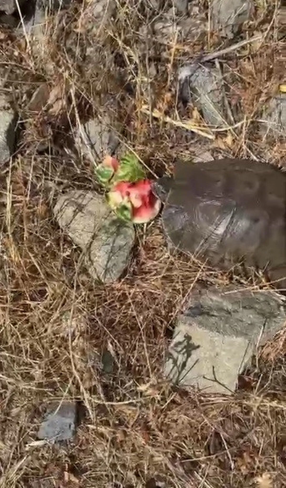 Susamış Kaplumbağaya Karpuz İkramı