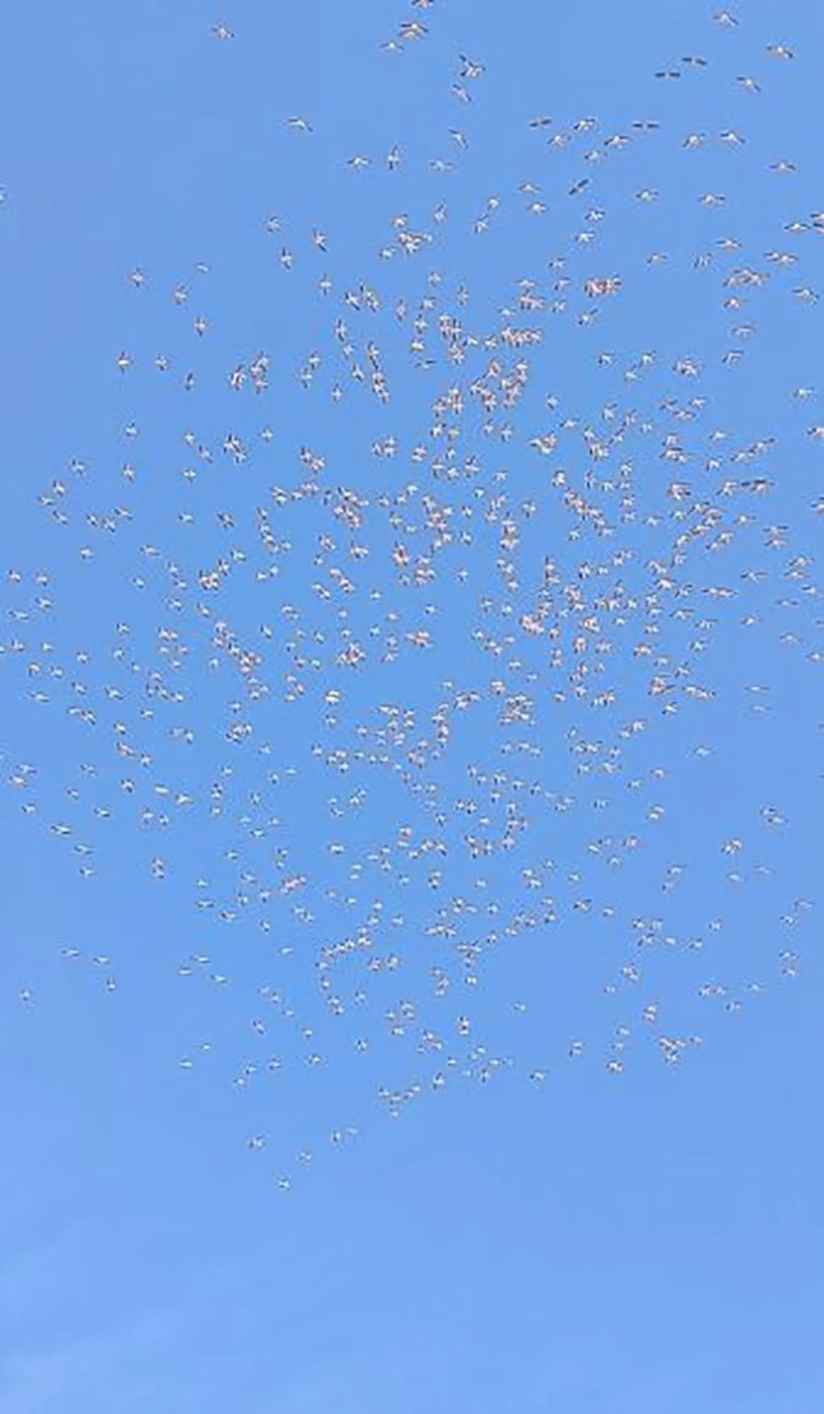 Tekirdağ'da Göç Eden Ak Pelikanlar Görüntülendi