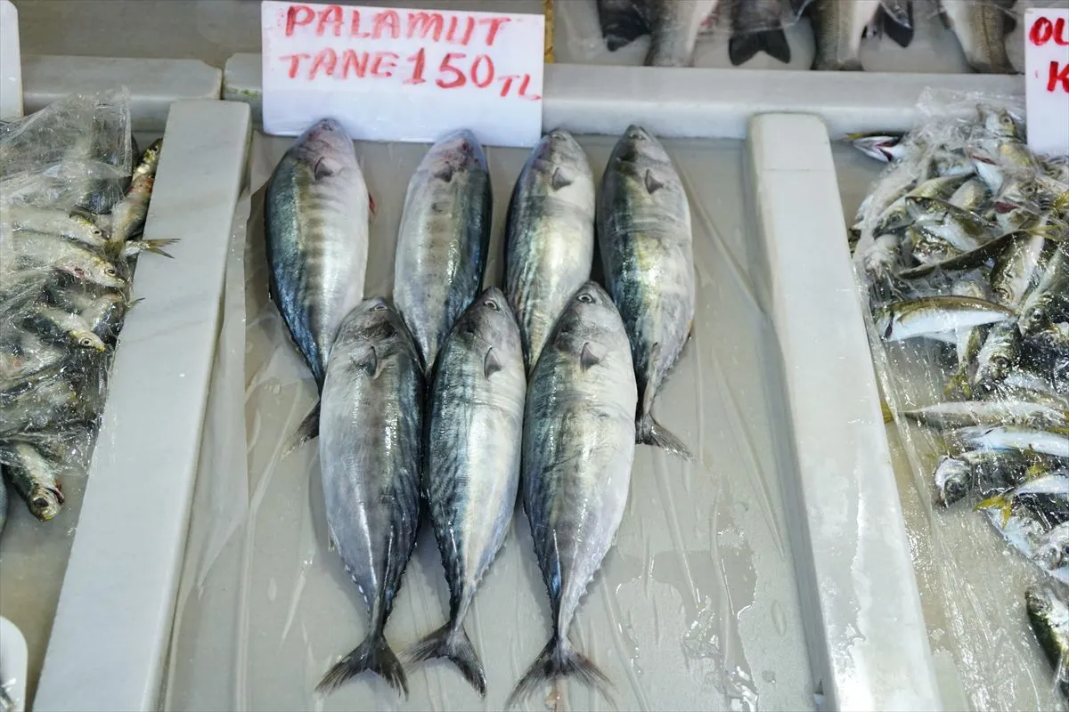 Tekirdağ'da Palamut Bolluğu: Tezgahlar Şenlendi