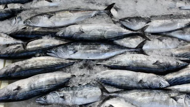 Tezgahlar palamutla doldu