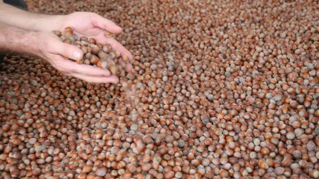 Ticaret Bakanlığı'ndan fındık piyasasına sıkı denetim