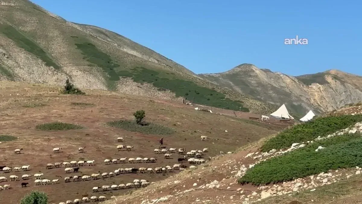 Yaylada 600 koyuna bakıp KPSS'ye hazırlanıyor: 'Coğrafya kaderdir'