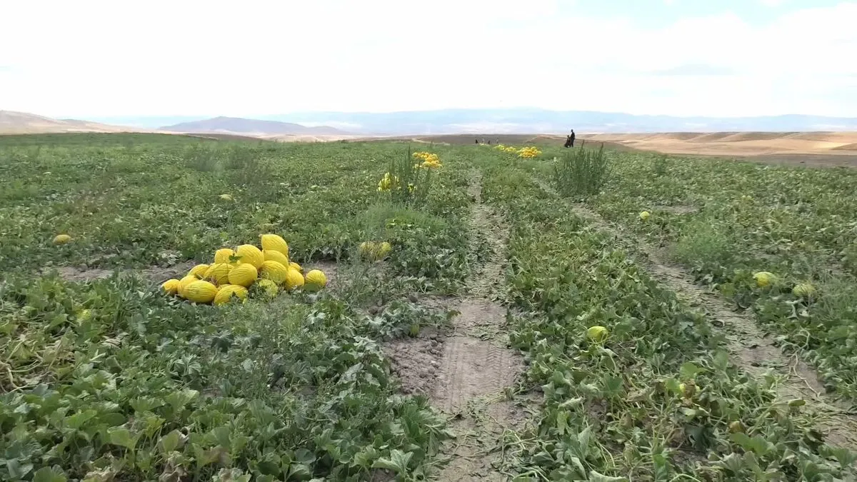 Yozgat'ta kavun hasadı başladı: Üretici fiyattan dertli
