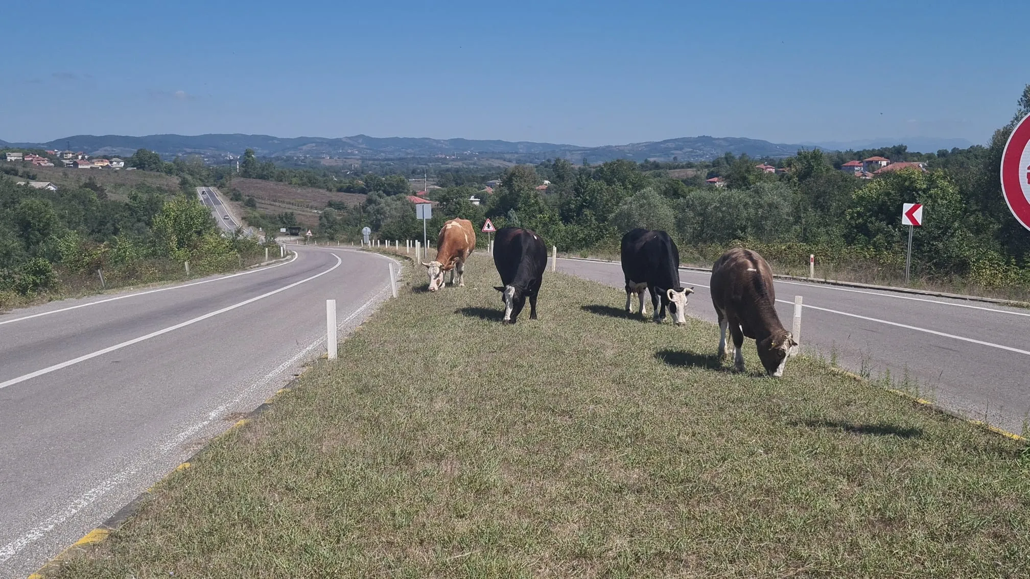 Zonguldak'ta başıboş hayvan tehlikesi: 17 gün önce 6 kişi yaralanmıştı!