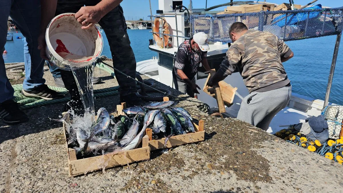 Zonguldak'ta Sezonun İlk Avında 50 Ton Palamut