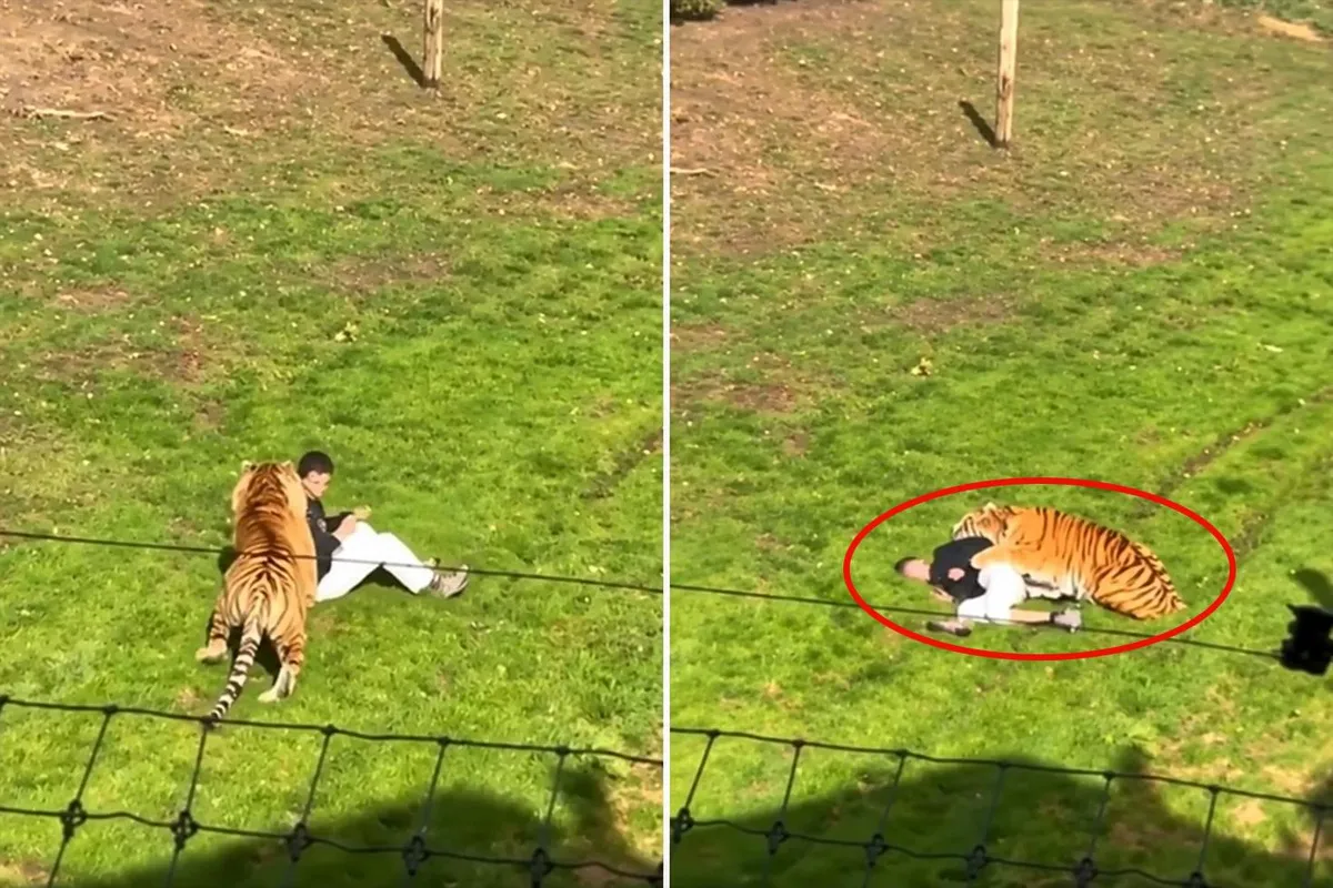 Kaplanla fotoğraf çektirmek isterken canından oldu