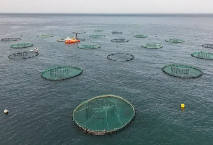 Karadeniz'in su ürünleri ihracatı 322 milyon doları aştı