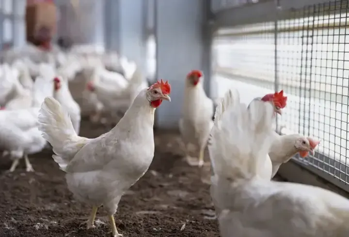 Tavuk eti ve yumurta üretiminde artış! Yumurta üretimi 2 milyarı aştı