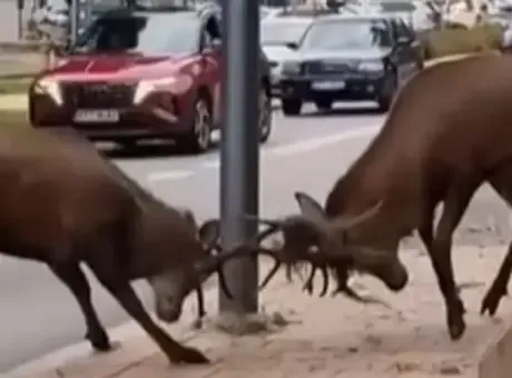 Trafik kilitlendi… Sürücüler gözlerine inanamadı! Kentin göbeğinde dev kapışma