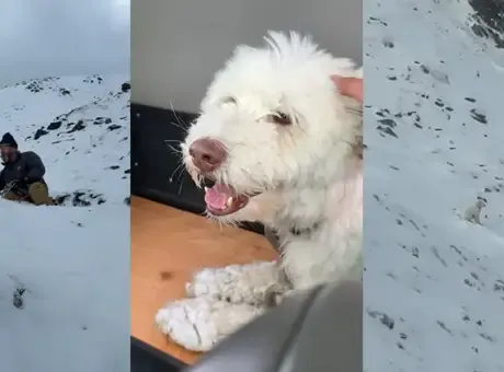 Zamanla yarıştılar: Çığın altında kalan köpek 2 gün sonra kurtarıldı