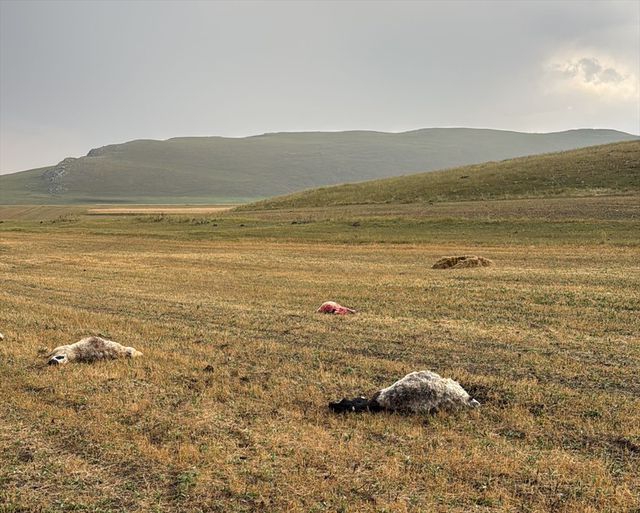 Kars’ta besicinin yüreğini yakan olay: Bir anda 12 hayvanını kaybetti